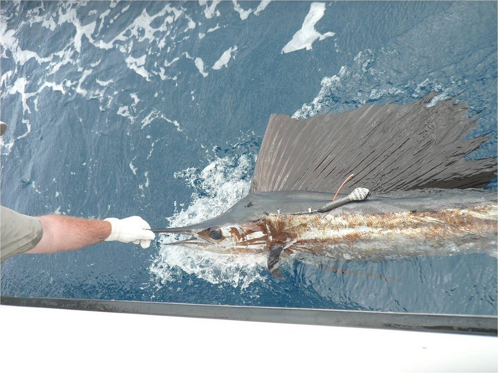 Fishing Panama